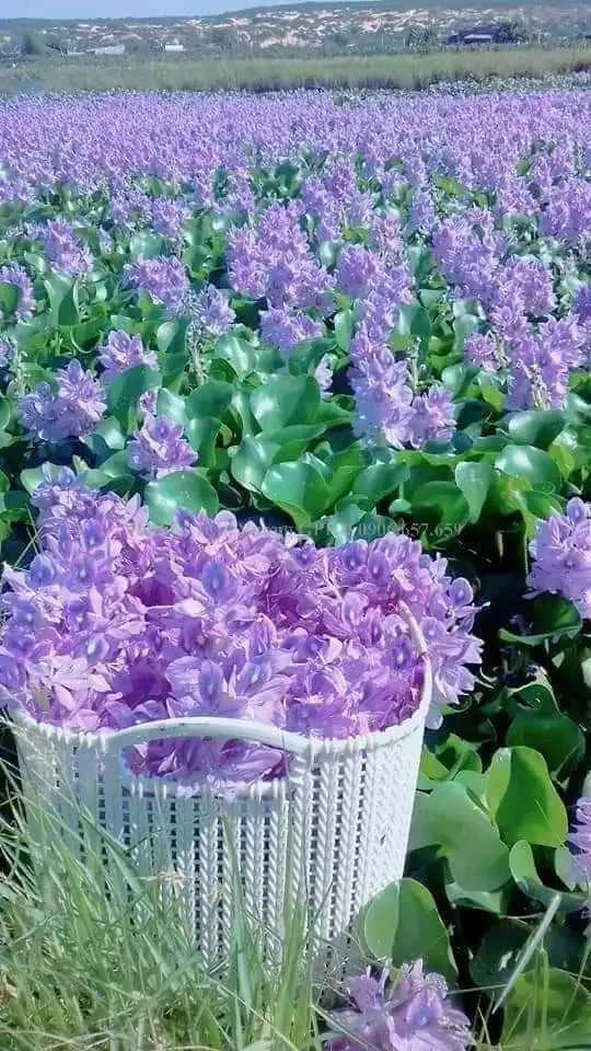 Đăng ký thành lập hộ kinh doanh tại Phường Bình Minh, Tỉnh Tây Ninh - ảnh minh họa 8